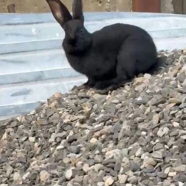 Кролики 4 шт