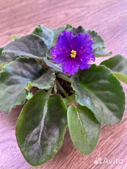 Стартеры фиалок ле Озеро Лотосов и др