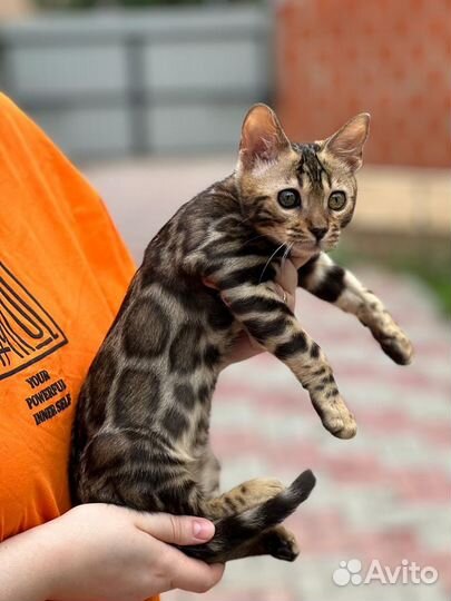 Бенгальский котик