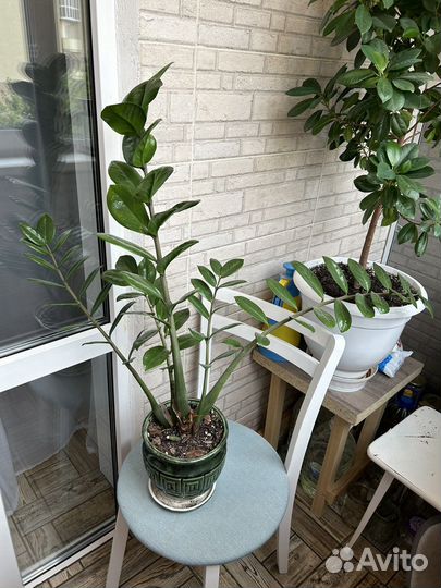 Замиокулькас