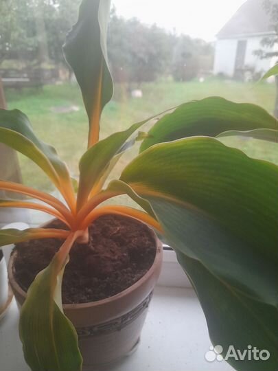 Хлорофитум Оранж