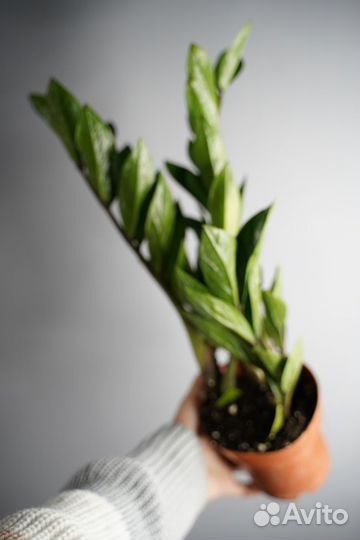 Замиокулькас Замифолия - стильное растение