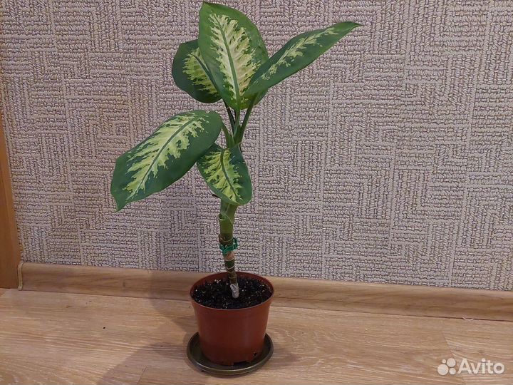 Диффенбахия