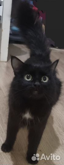 Кошка в дар бесплатно