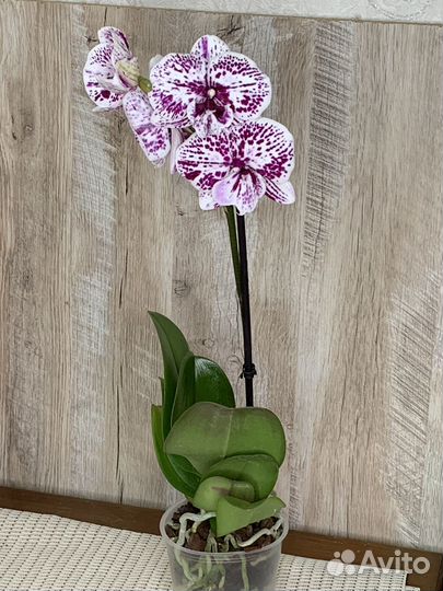 Орхидея фаленопсис разные