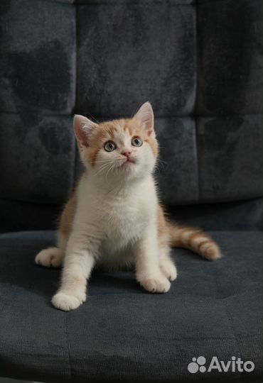 Шотландский котик