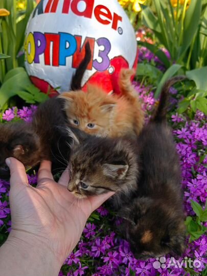 Отдам котят