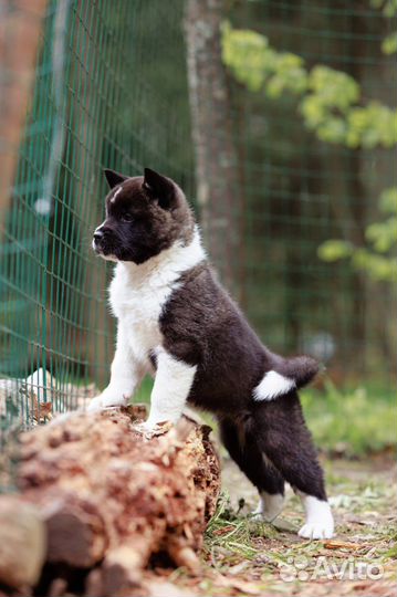 Щенки американской акиты