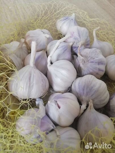 Продам чеснок домашний