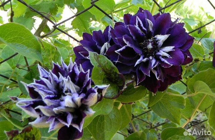 Саженцы клематиса