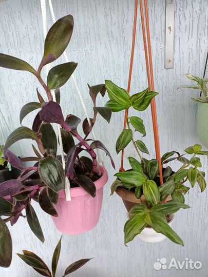 Традесканции разных сортов, рэо