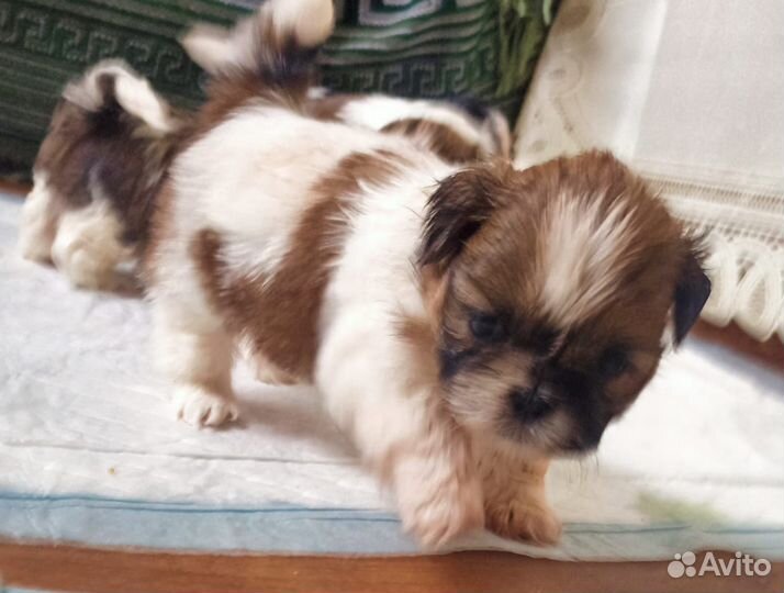 Щенки ши-тцу