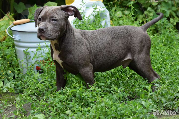 Американский булли