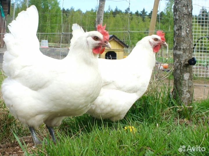 Куры несушки Кросс Коралл порода
