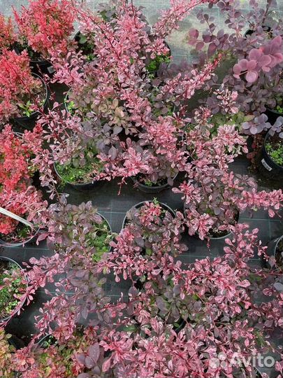 Барбарис Тунберга Harlequin