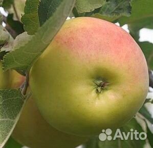 Продажа плодово-ягодных саженцев