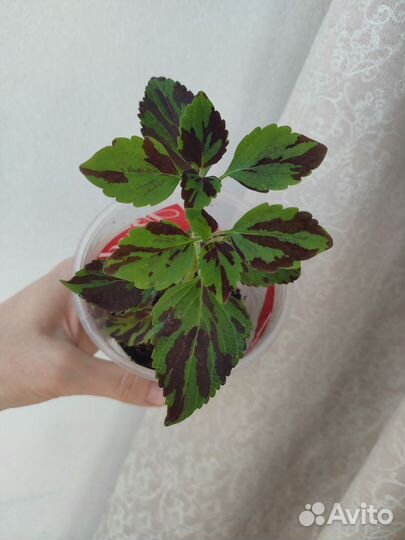 Колеусы разные