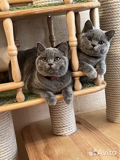 Британские котята - Девочки- в лучшие руки