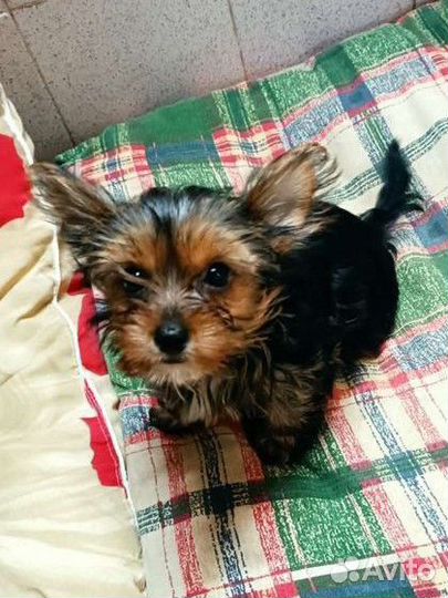 Вязка Йоркширский терьер