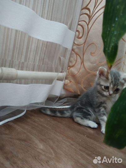 Шотландская