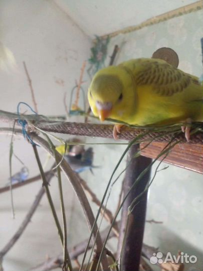 Самочки волнистых попугаев