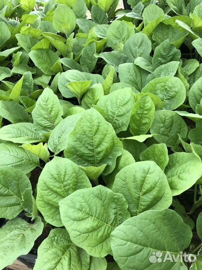 Сезон 2024. Рассада овощей и цветов