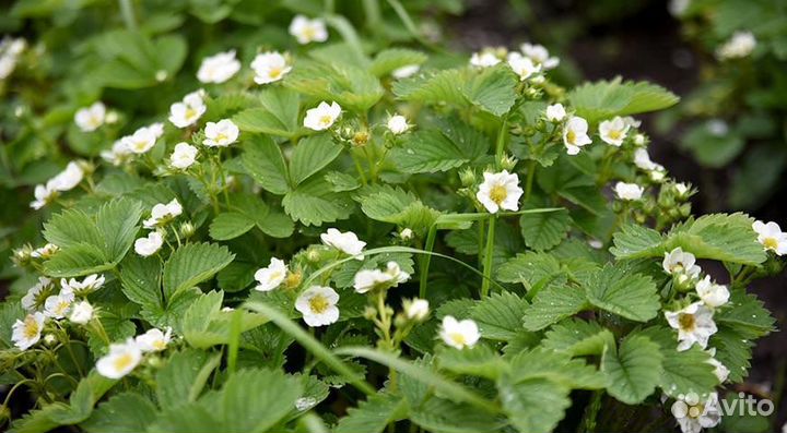 Рассада земляники ремонтантной