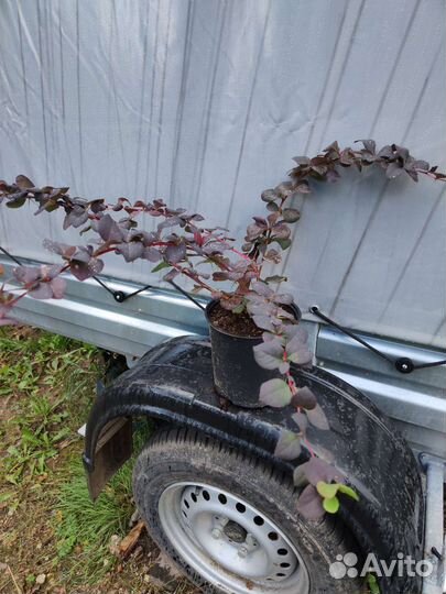 Барбарис Тунберга Антропурпурея,Грин карпет