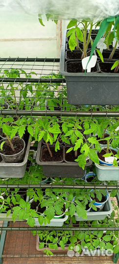 Рассада помидор