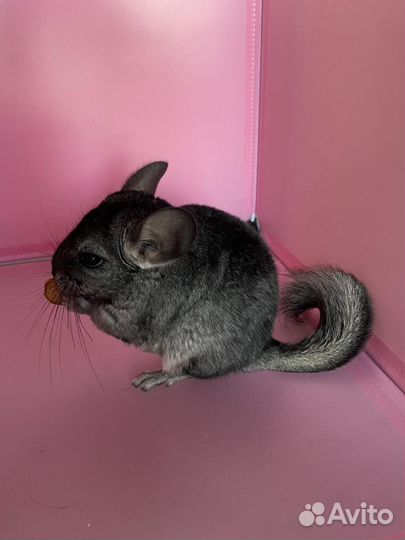 Шиншилла шиншилленок