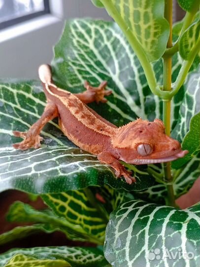 Реснитчатый бананоед