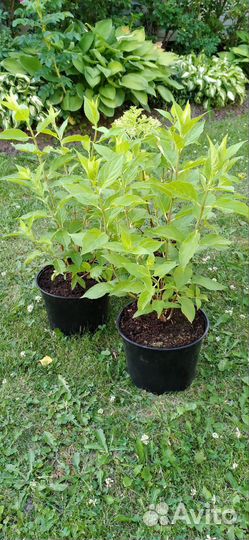 Европа Гортения Pixio C3