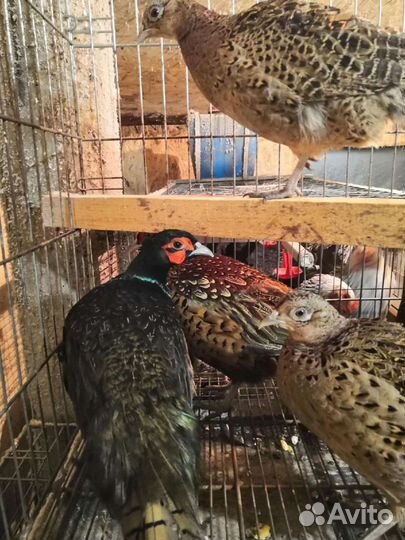 Домашняя птица