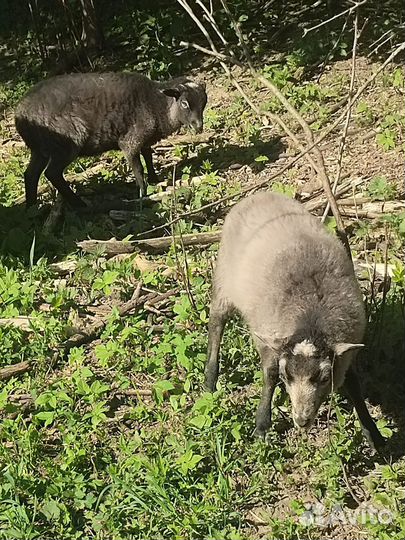 Ягнята овцы бараны