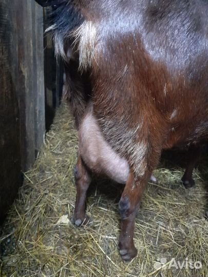 Нубийские козы