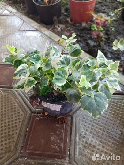 Плющи и бересклеты (вечнозеленые)