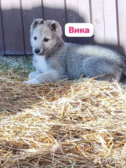 Щенки в добрые руки