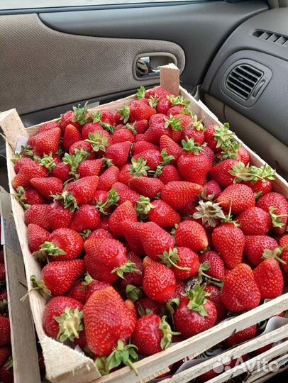 Клубника свежая ягода