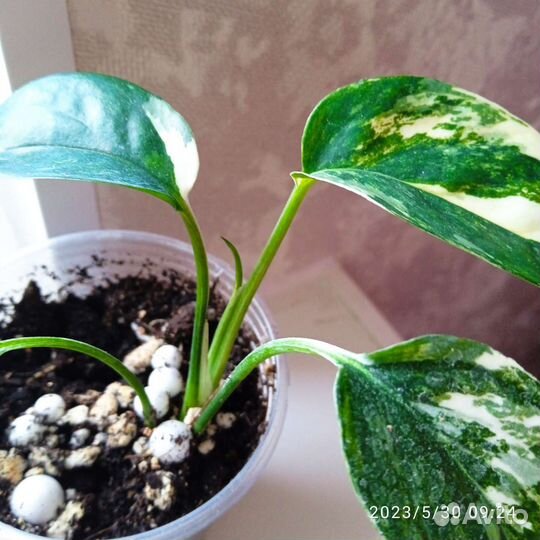 Эпипремнум пиннатум вайт