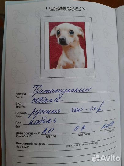Отдам Хорошие Руки