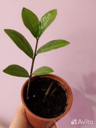 Замиокулькас