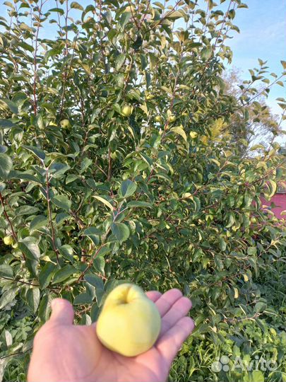 Яблони и вишни,саженцы смородины, малины, ирги