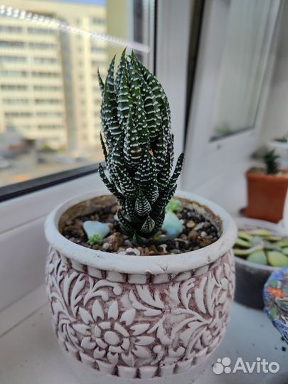 Суккуленты хавортия