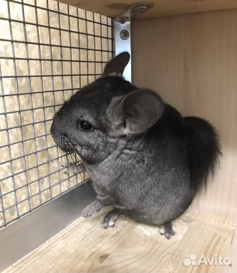 Шиншиллы из домашнего питомника, клетка