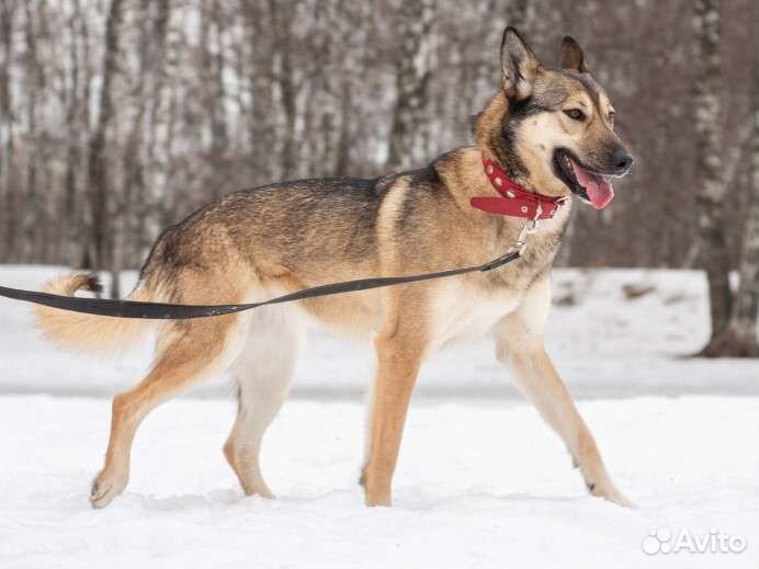 Обаятельная Марта сидит в приюте