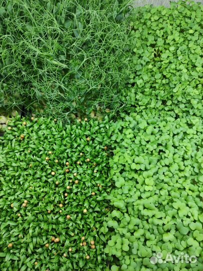 Микрозелень