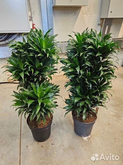 Драцена фрагранс Компакта многоствольная