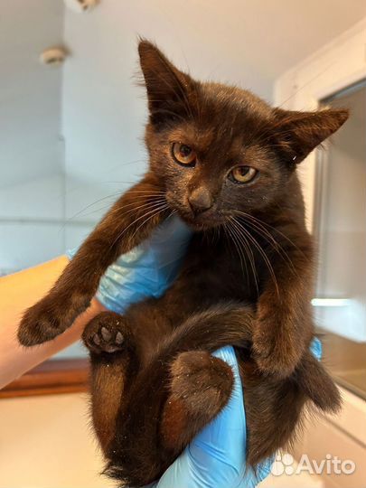 Черно-шоколадные котята в дар