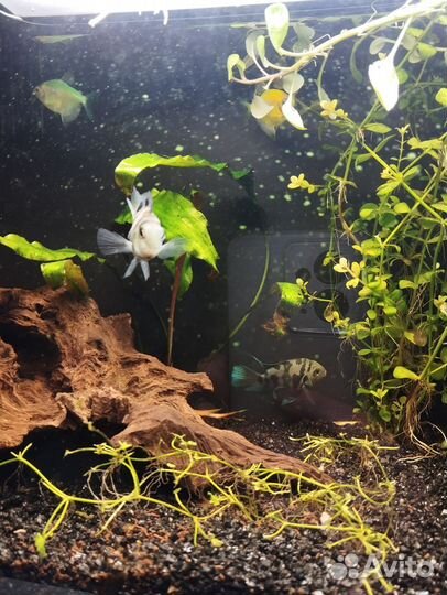 Аквариумные рыбки