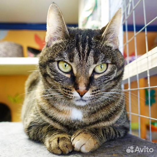 Возьмите в семью умнейшую и ласковую Элис